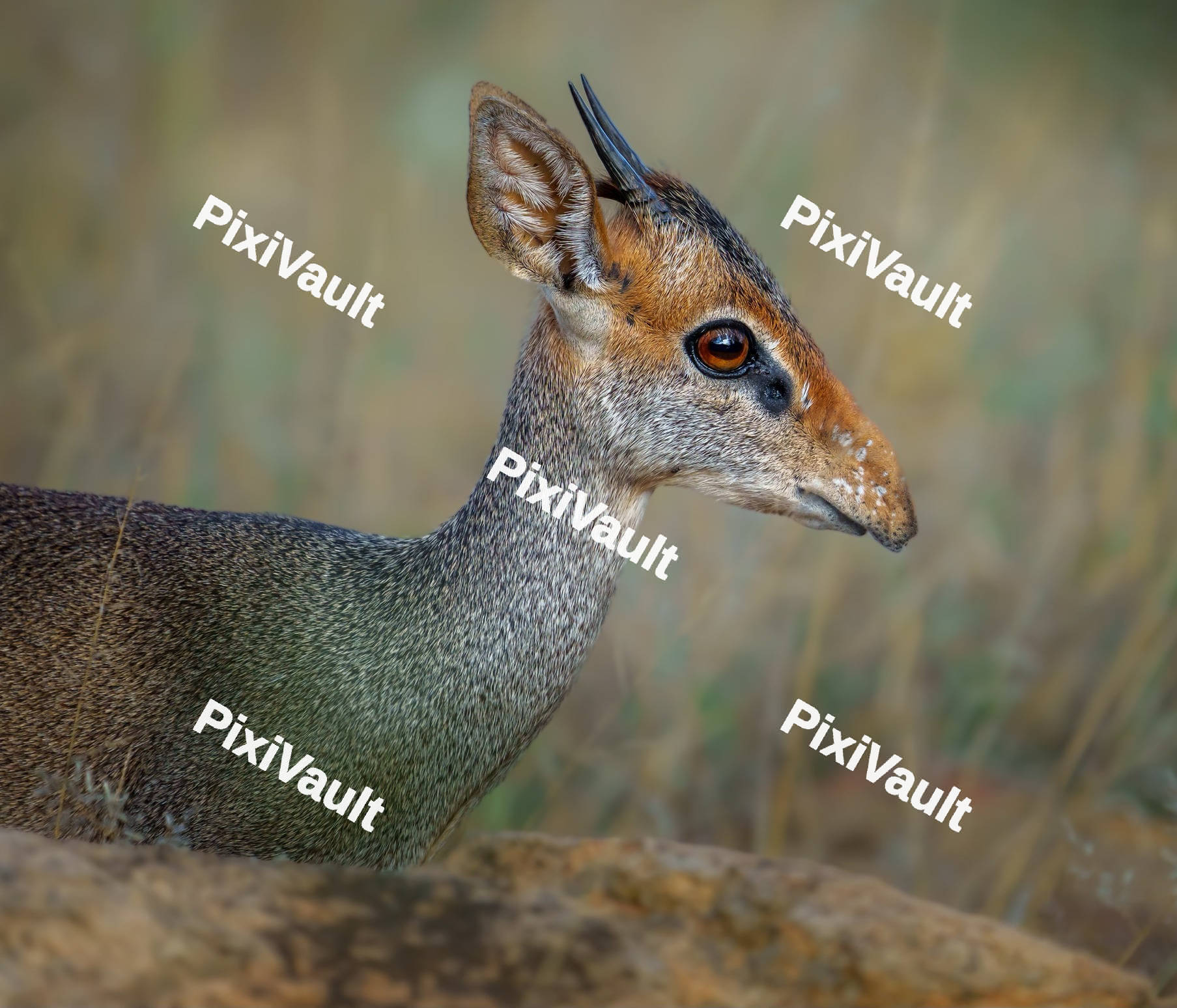Günther's dik-dik